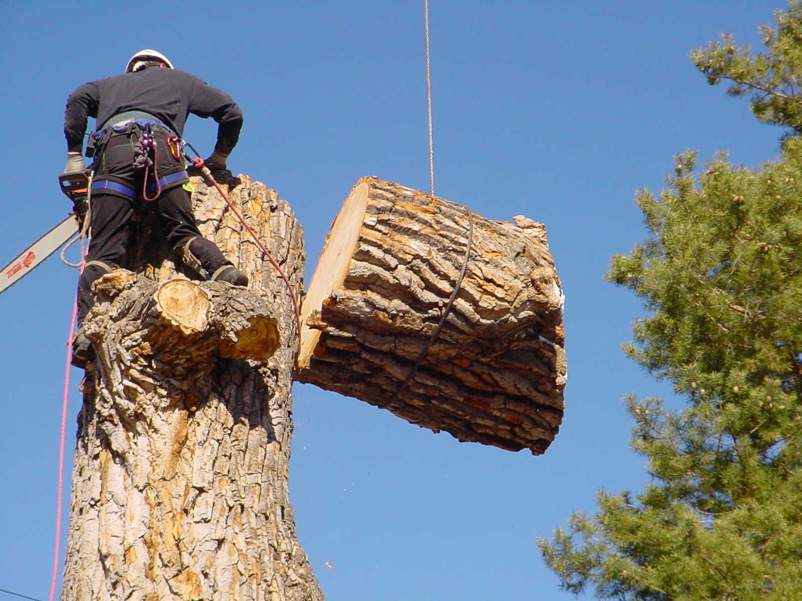 When Should Trees Be Removed? Our Certified Arborists Explain
